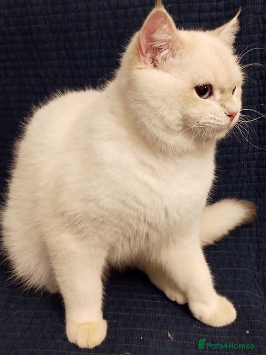 British Shorthair cats for stud: WCF & GCCF Registered cy12 BSH in Norwich - Advert 2