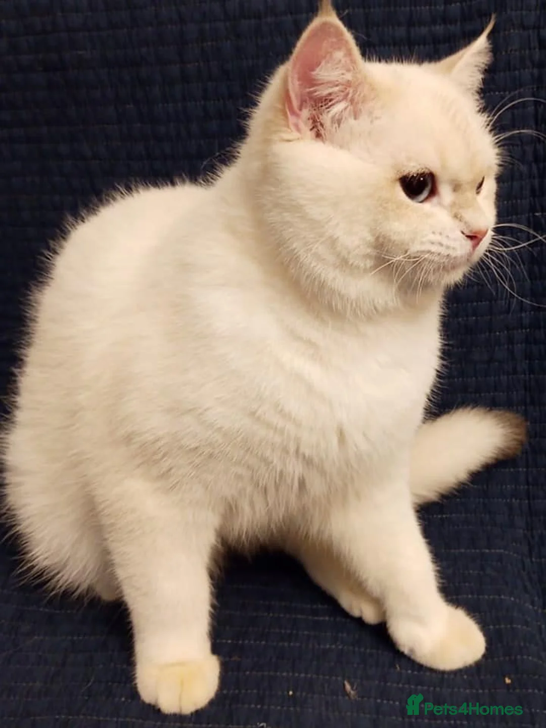 British Shorthair cats for stud: WCF & GCCF Registered cy12 BSH in Norwich - Advert 2