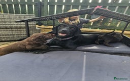 Springador dogs for sale: SPRINGADOR PUPPIES LOOKING FOR LOVING HOMES!  - Image 6