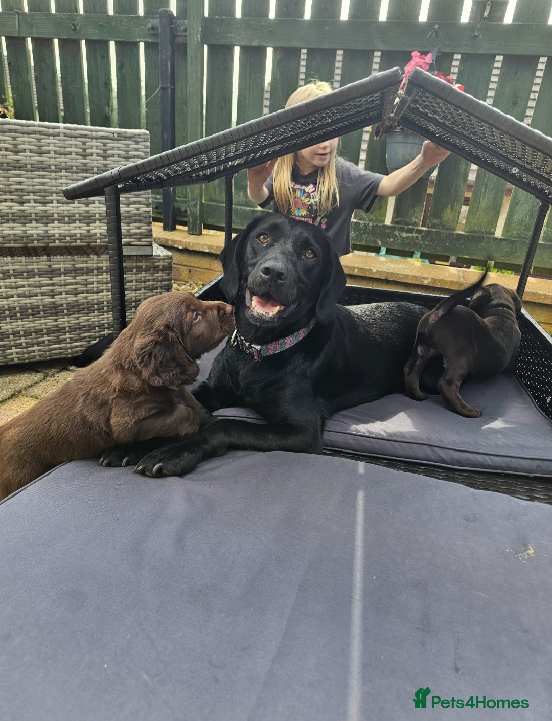 Springador dogs for sale: SPRINGADOR PUPPIES LOOKING FOR LOVING HOMES!  - Image 6