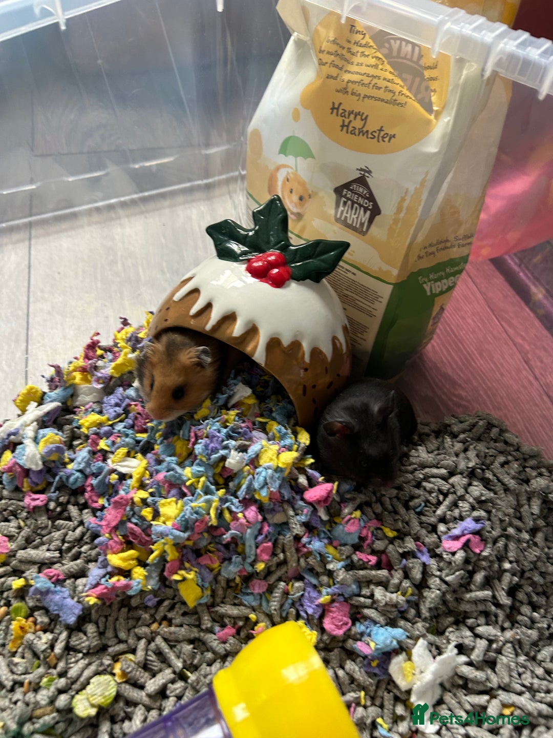 Hamster rodents for sale: Mixed males & female baby Syrian hamsters  - Advert 6