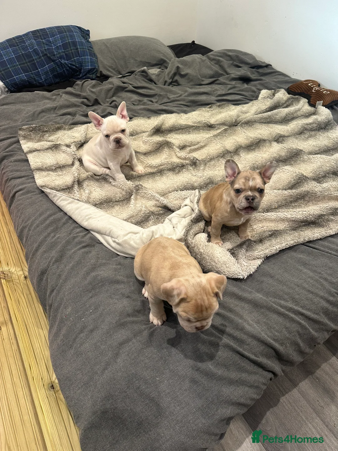 French Bulldog dogs for sale: French bulldog puppies - Advert 1