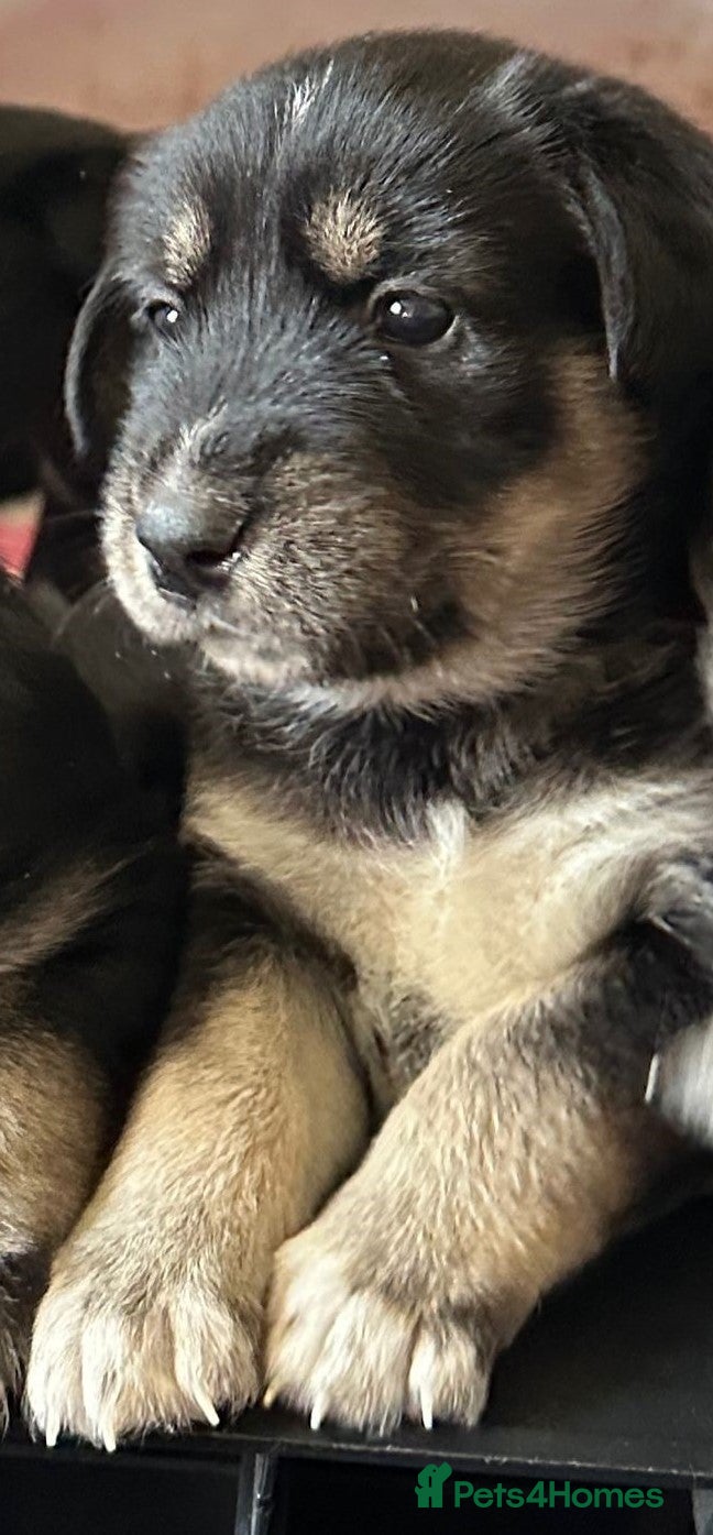 Mixed Breed dogs Beautiful family raised Husky x Springador Puppies - Advert 1
