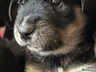 Mixed Breed dogs Beautiful family raised Husky x Springador Puppies - Advert 16