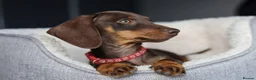 Miniature Dachshund dogs for sale: KC Miniature Dachshund puppies  - Advert 6