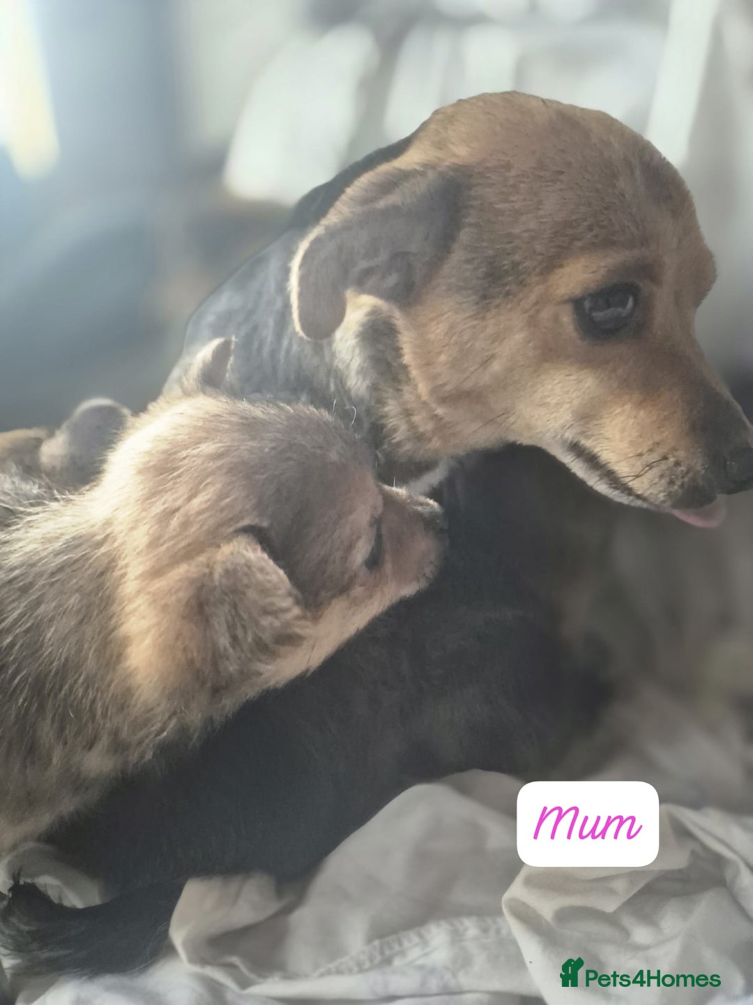 Pomeranian dogs for sale: Pomeranian Puppies - Advert 5