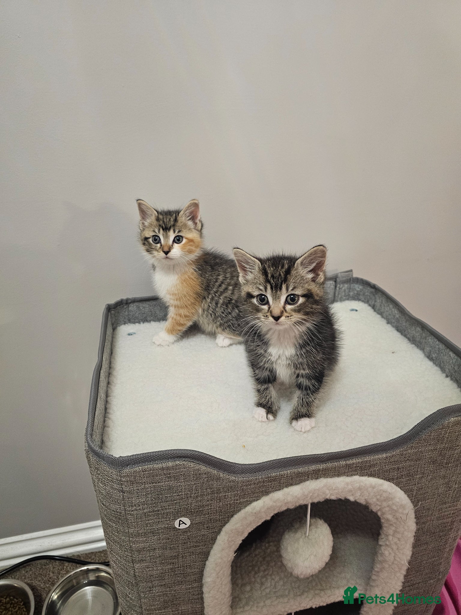 British Shorthair cats Half british shorthair kittens  - Advert 5