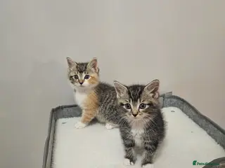 British Shorthair cats Half british shorthair kittens - Advert 5