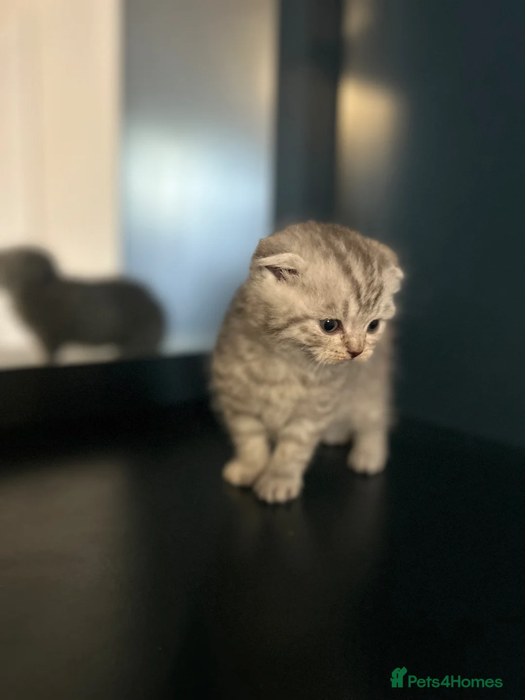 Scottish Fold cats for sale: For sale Scottish fold  kittens.  - Advert 22