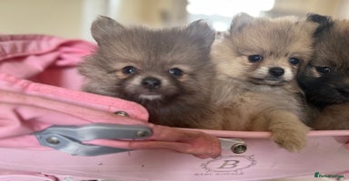 Pomeranian dogs - Advert 4