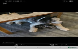 Sheepadoodle dogs for sale: Sheepadoodle puppies 1 boy left - Image 10