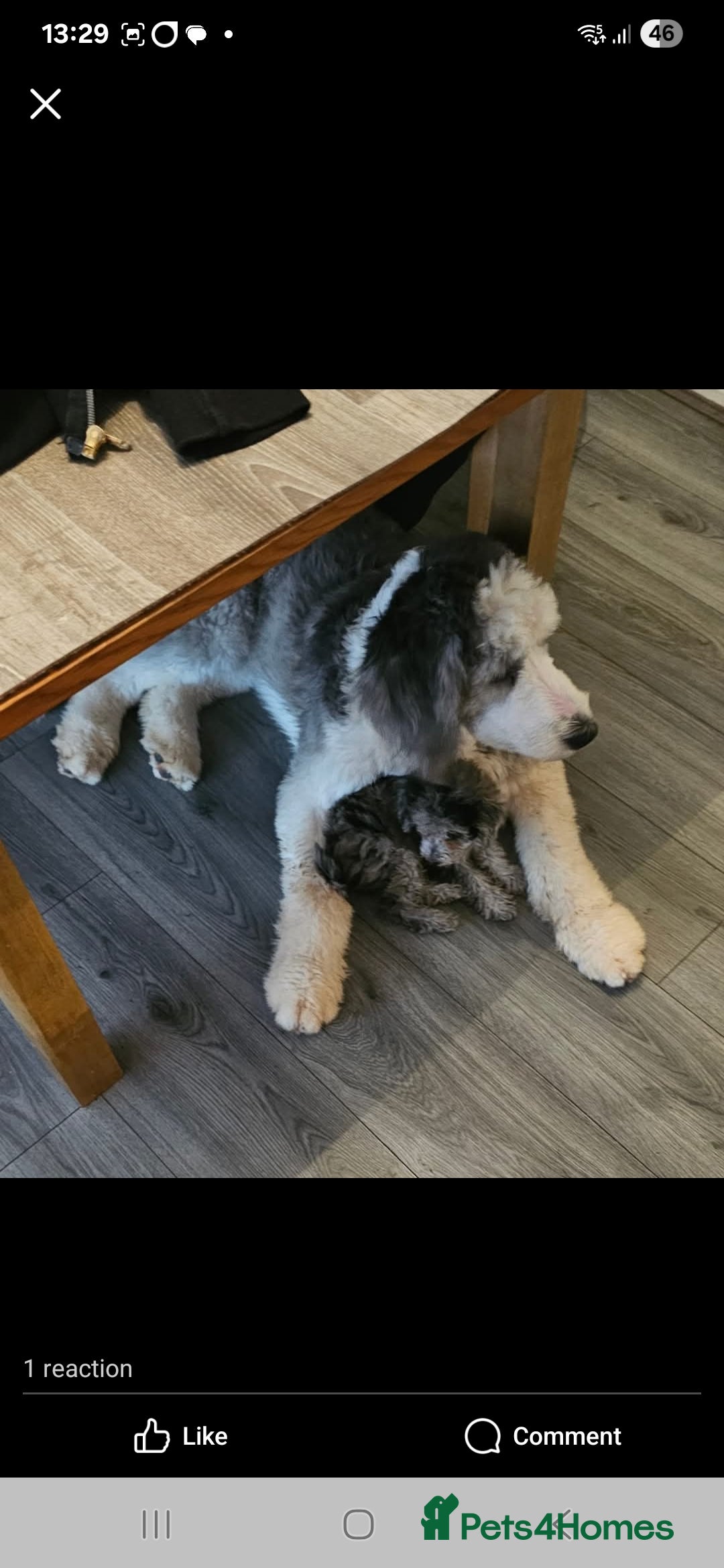 Sheepadoodle dogs for sale: Sheepadoodle puppies 1 boy left - Image 10