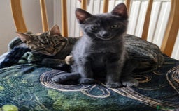 Mixed Breed cats for sale: Blue boy  - Image 3