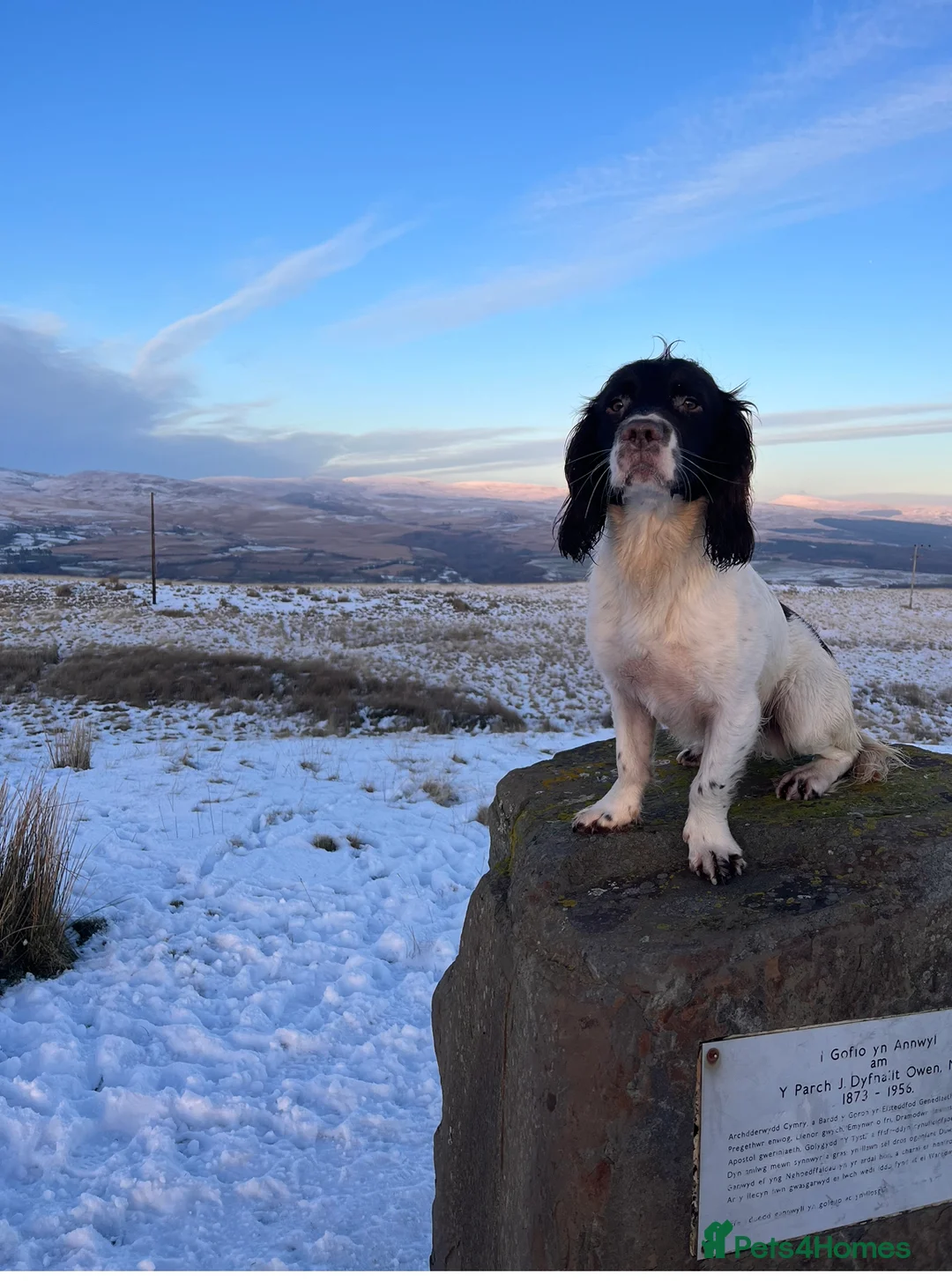 English Springer Spaniel dogs for stud: Proven Liver & White English Springer Spaniel Stud in Swansea - Advert 4