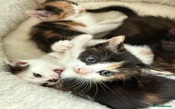 Mixed Breed cats for sale: Kittens for sale - Image 16