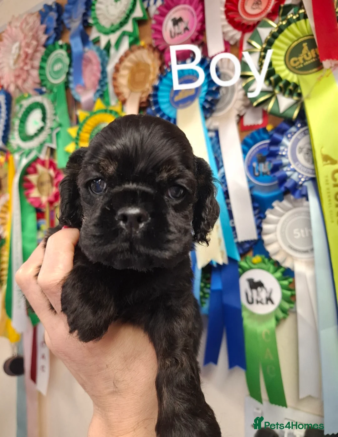 American Cocker Spaniel dogs for sale: American Cocker Spaniel puppies  - Advert 1