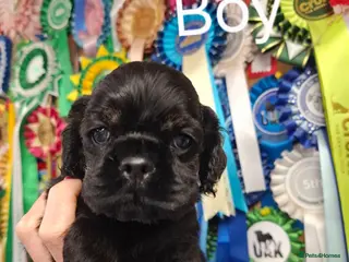 American Cocker Spaniel dogs American Cocker Spaniel puppies - Advert 2