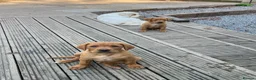 Labrador Retriever dogs for sale: Beautiful fox reds - Advert 4