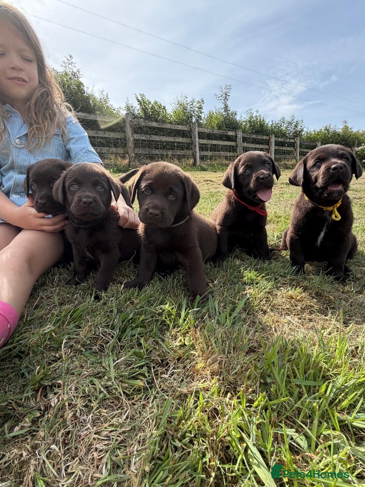 Labrador Retriever dogs 2 girls available Extenively health Tested READY - Advert 1