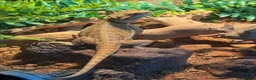 Bearded Dragon reptiles for sale: Bearded dragon  - Advert 4