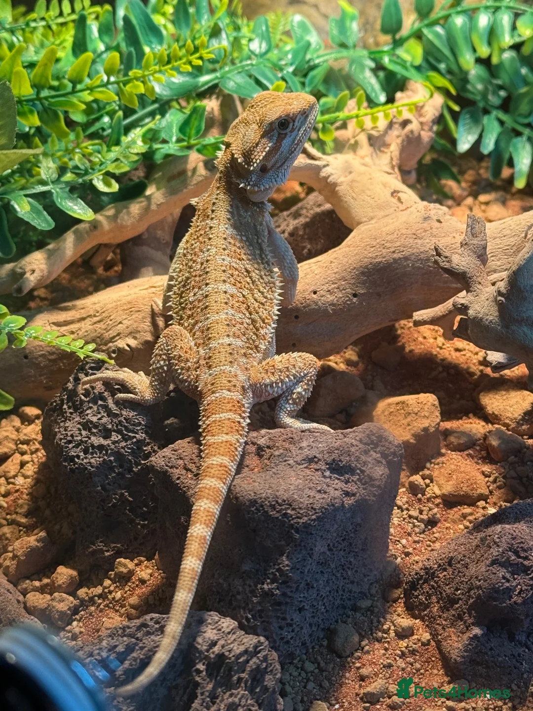 Bearded Dragon reptiles for sale: Bearded dragon  - Advert 4