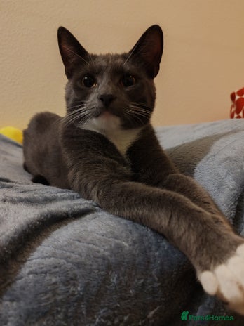 Mixed Breed cats Grey tuxedo 11 month female kitten for sale - Advert 3