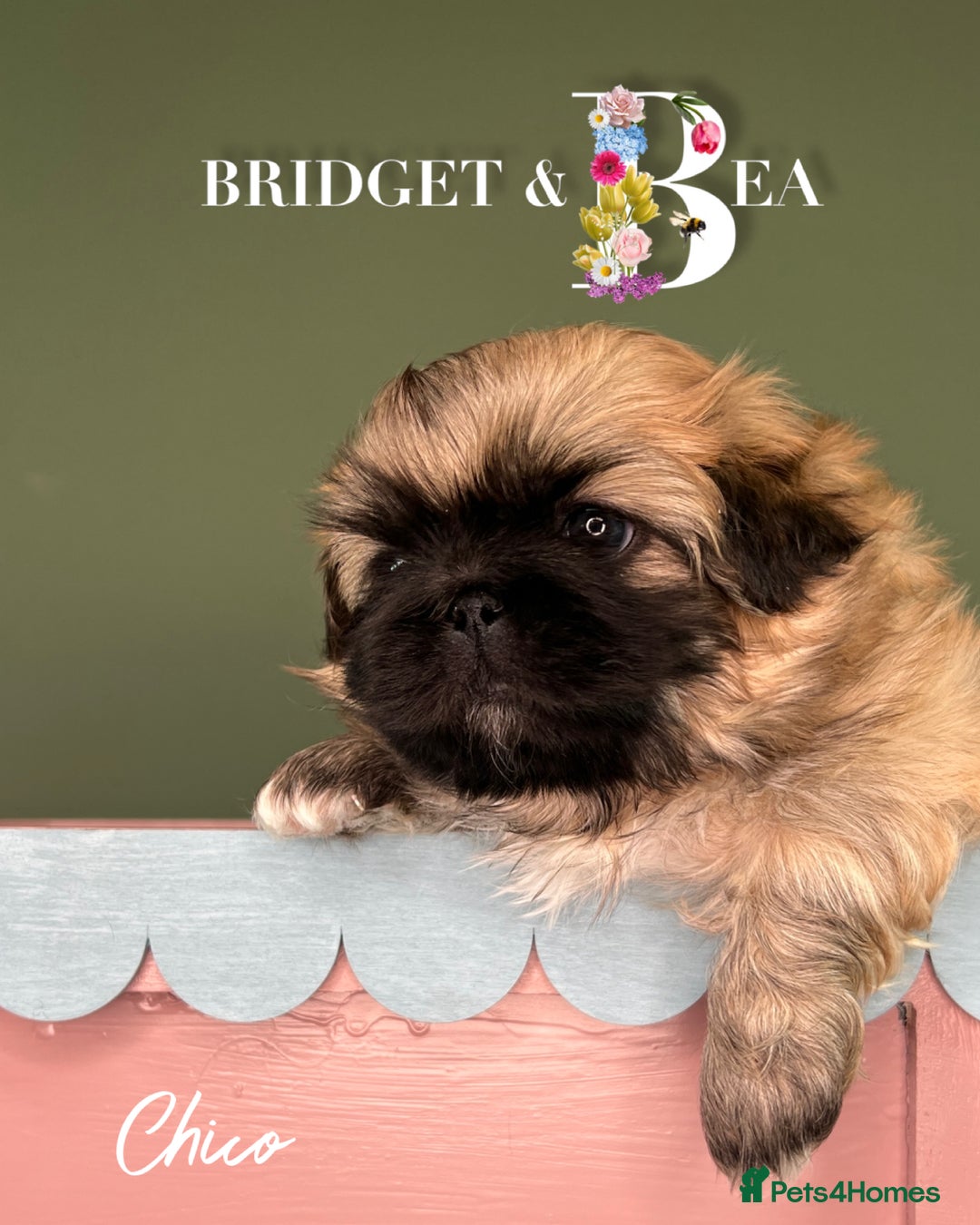 Pekingese dogs for sale: ⭐️QUALITY KC PUPS⭐️ - Advert 23