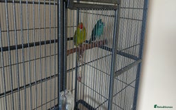 Parrots birds for sale: 2 kakariki parrots. 1 male 1 female - Image 7