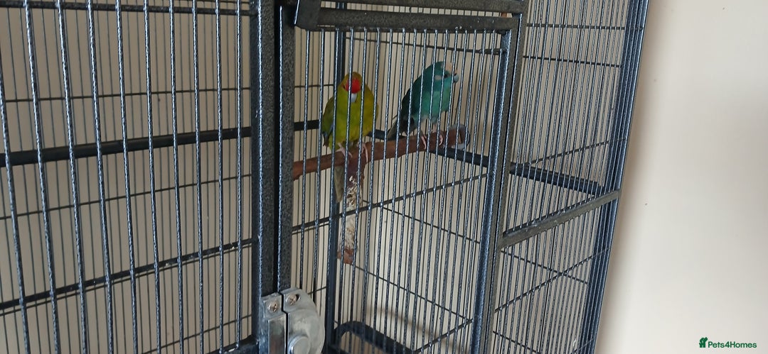 Parrots birds for sale: 2 kakariki parrots. 1 male 1 female - Image 7