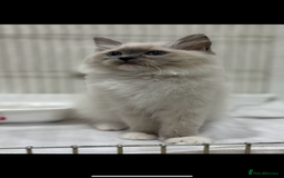 Ragdoll cats for sale:  gccf blue mitted girl champion lines 1 left  - Image 4