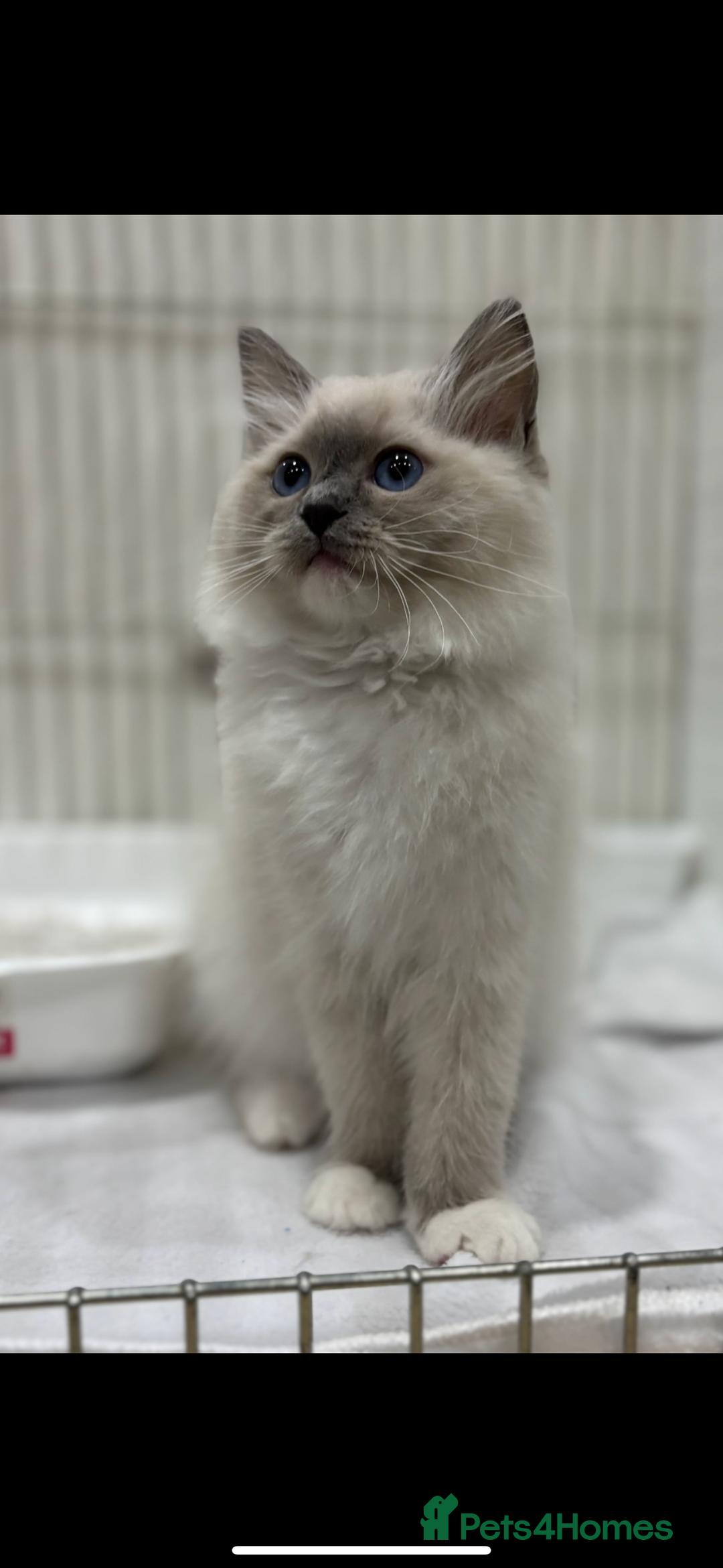 Ragdoll cats for sale:  gccf blue mitted girl champion lines 1 left  - Image 4