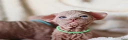 Sphynx cats for sale: Beautiful Pedigree Sphynx Kittens  - Advert 15