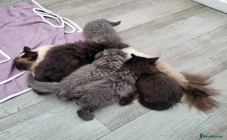 Mixed Breed cats - Advert 8