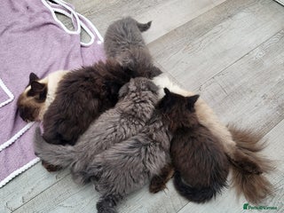 Mixed Breed cats - Advert 14