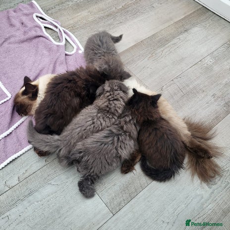 Mixed Breed cats - Advert 5