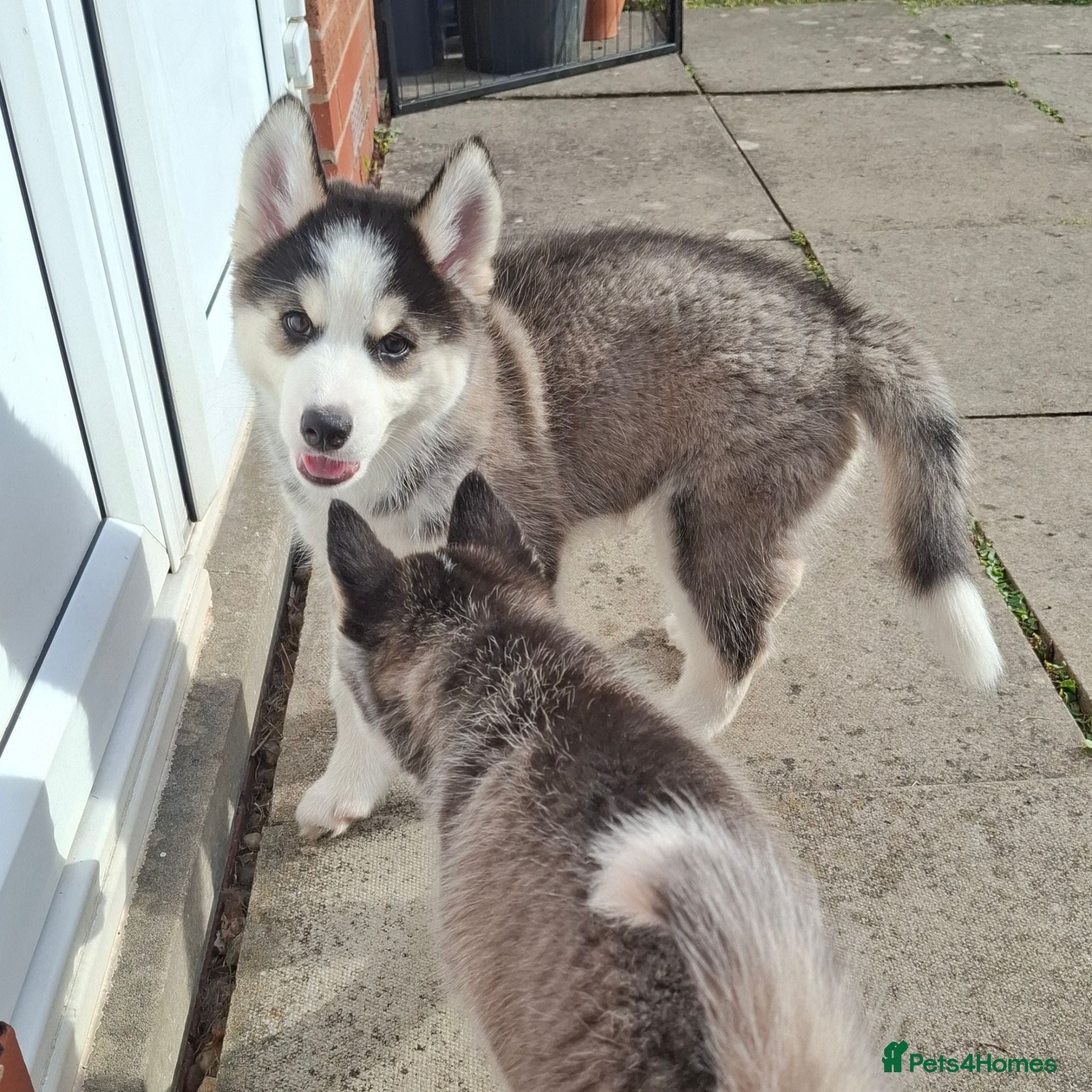 Pomsky dogs Last girl, ready for her new home - Advert 14