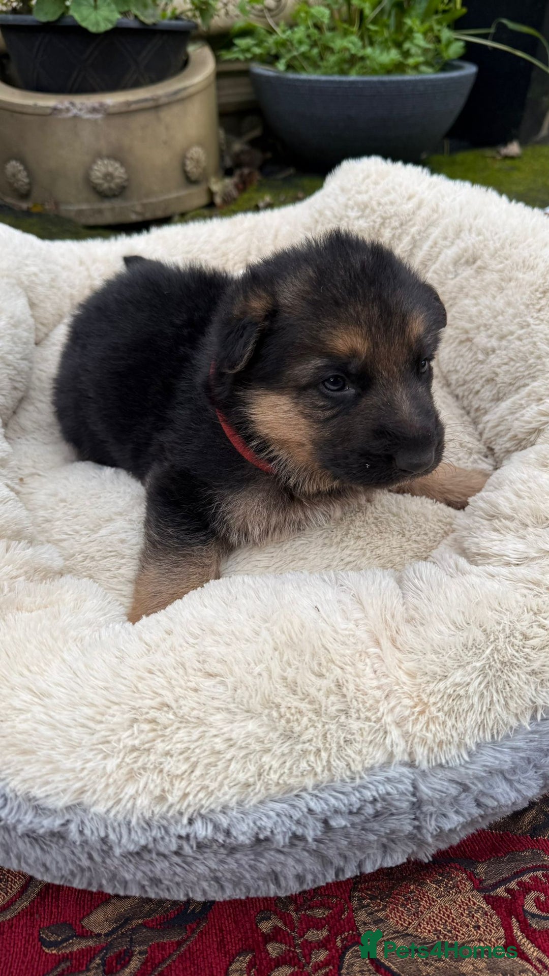 German Shepherd dogs for sale: German Shepherd puppy for sale - Image 12
