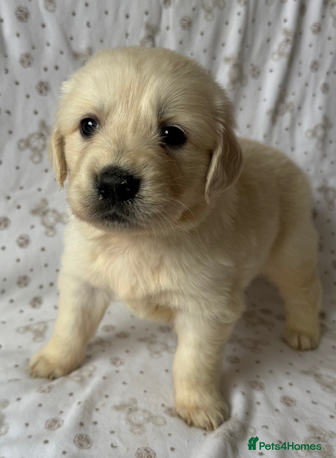 Golden Retriever dogs for sale: Golden Retriever Puppies 🐶🤍 - Image 15