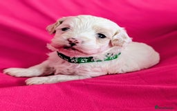 Maltipoo dogs for sale: Beautiful Toy Maltipoo Puppies - Advert 13