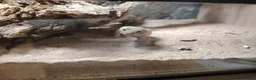 Gecko reptiles for sale: Leopard gecko  in Hounslow - Advert 3