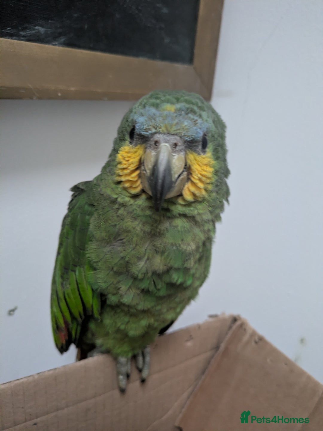 Parrots birds for sale: Orange winged Amazon friendly baby - Advert 5