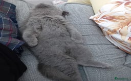 British Shorthair cats for sale: Male British Shorthair - Image 4