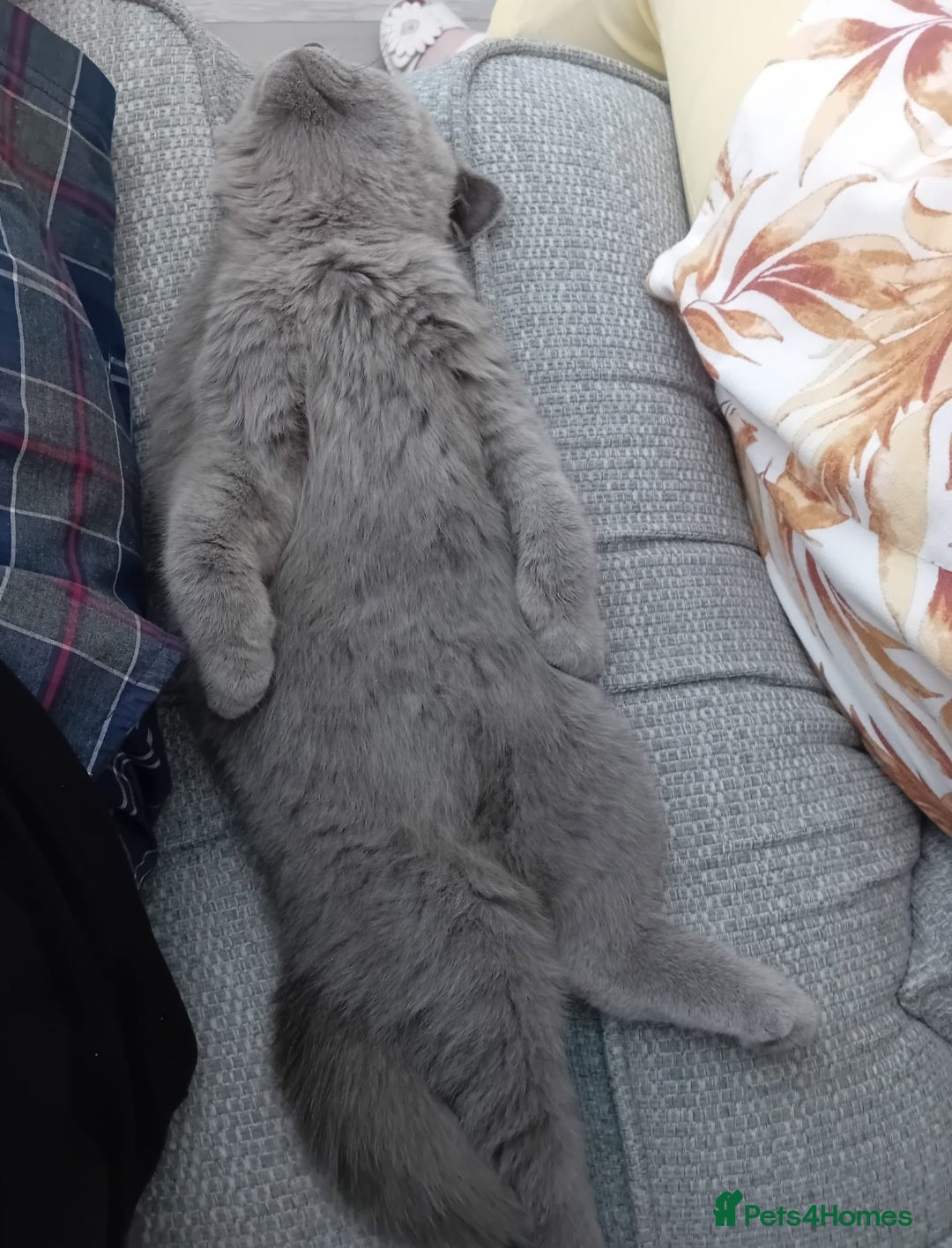 British Shorthair cats for sale: Male British Shorthair - Image 4