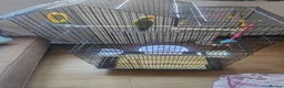Lovebirds birds for sale: Single Female Lovebird in London - Advert 8