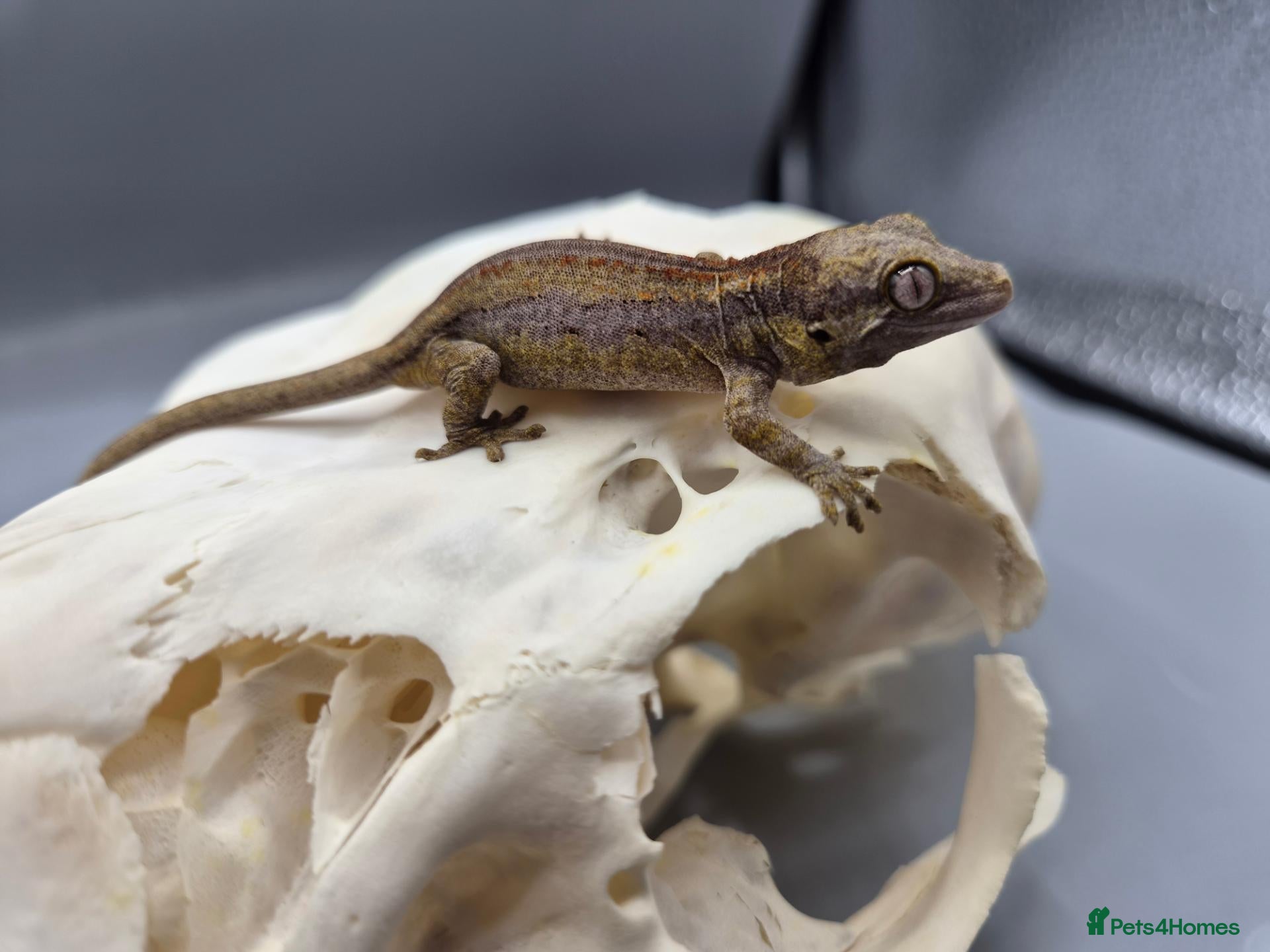 Gecko reptiles for sale: Red and orange striped gargoyle gecko  - Advert 1