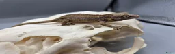 Gecko reptiles for sale: Red and orange striped gargoyle gecko  - Advert 1
