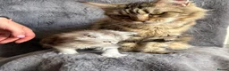 Maine Coon cats for sale: Beautiful Pedigree Kittens Looking For Loving Home - Advert 5
