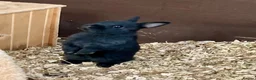 Netherland Dwarf rabbits for sale: Netherland dwarf baby rabbits  - Advert 5