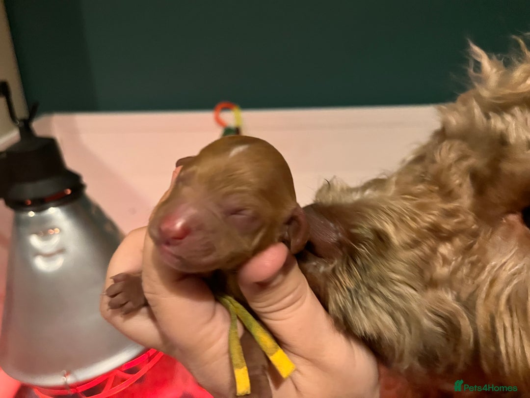 Australian Labradoodle dogs for sale: Healthy tested true Australian Labradoodle pups - Image 12