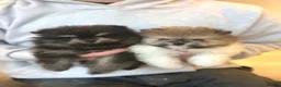 Pomeranian dogs for sale: LAST FEMALE Pomeranian Puppies  - Advert 4